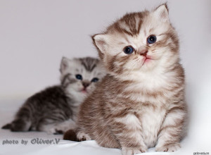 Британский серебристый пятнистый котенок в возрасте 3 нед. Gala-cat.ru