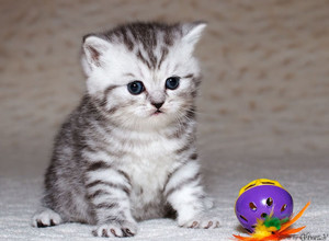 Британский серебристый пятнистый котенок в возрасте 4 нед. Gala-cat.ru