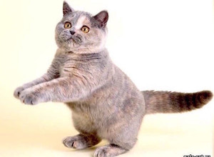 Голубо-кремовая британская кошечка в возрасте 5 мес. gala-cat.ru
