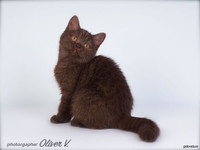 Британская шоколадная кошечка в возрасте 3 мес. Питомник gala-cat.ru