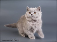 Голубой британский котёнок в возрасте 10 недель, gala-cat.ru