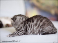 Британский котенок черный серебристый пятнистый в возрасте 14 дней