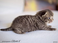 Британский котенок черный золотой пятнистый в возрасте 14 дней