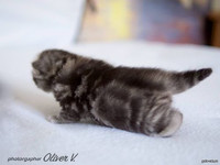 Британский котенок черный серебристый мраморный в возрасте 14 дней