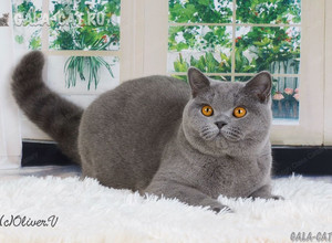 голубая британская кошка gala-cat.ru