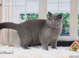голубая британская кошка gala-cat.ru
