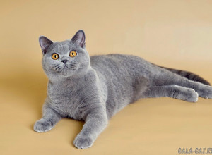Голубая британская кошка