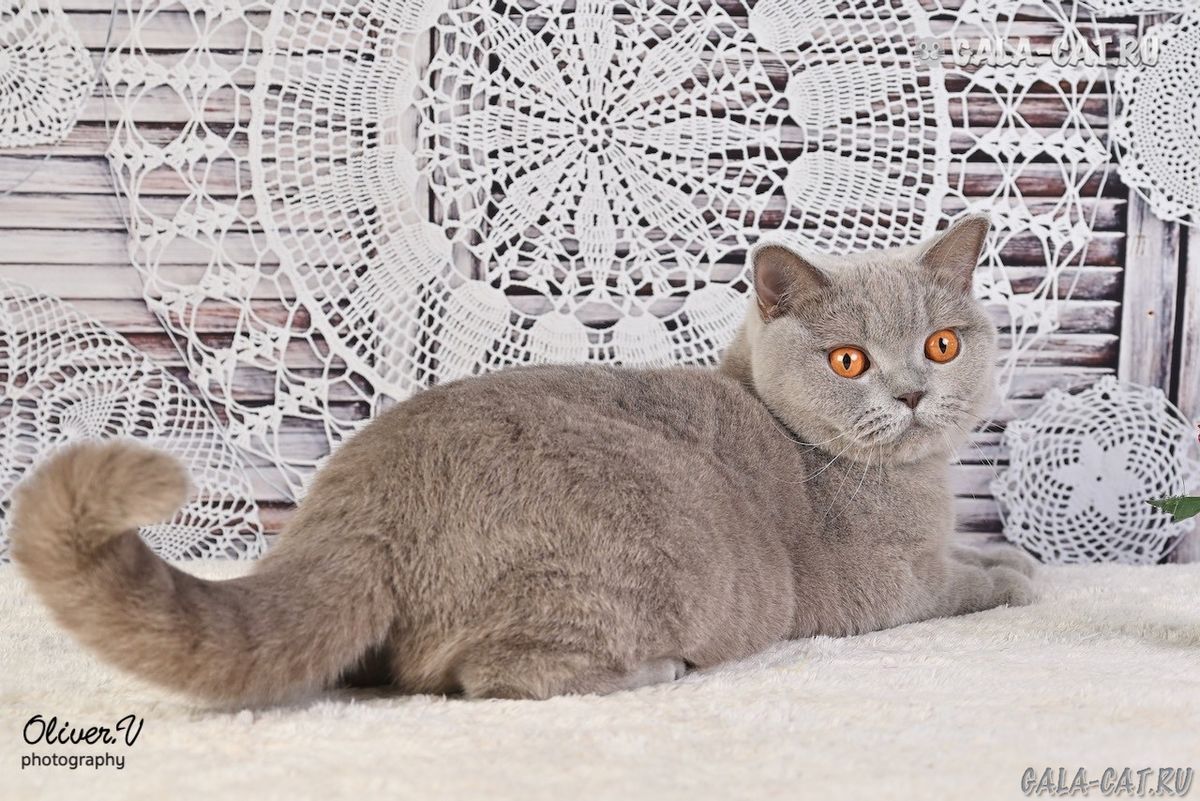 Лиловая британская кошка