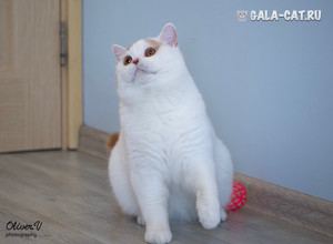 британский кот кремовый арлекин