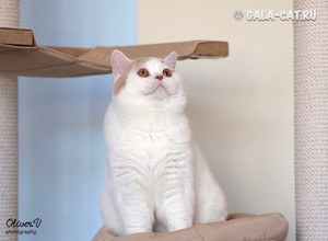 британский кот кремовый арлекин