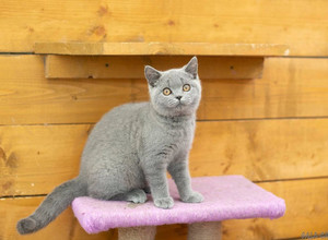 голубая британская кошка