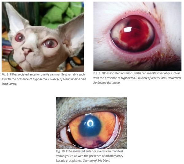 кошки с глазной формой ФИП