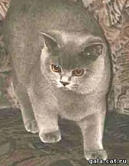 Британская кошка Ch. EMMA V. FICHTENTHAL