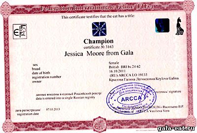 Сертификат Чемпиона британской кошки Jessica Moore from GALA