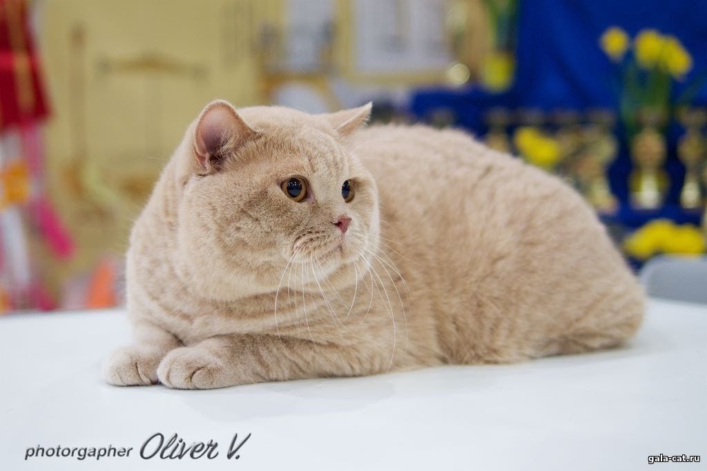 Британский кремовый кот Oscar High Class*RU, BSH e