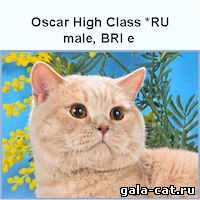 Британский кот Oscar High Class
