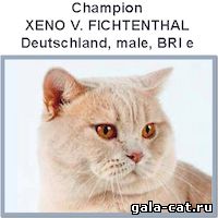 Британский кот Xeno V_Fichtenthal