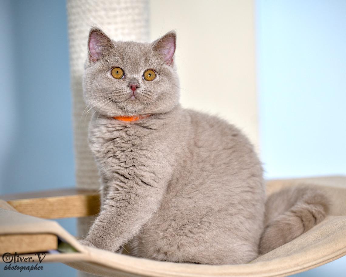 Кликните для увеличения изображения Британская кошечка Бася