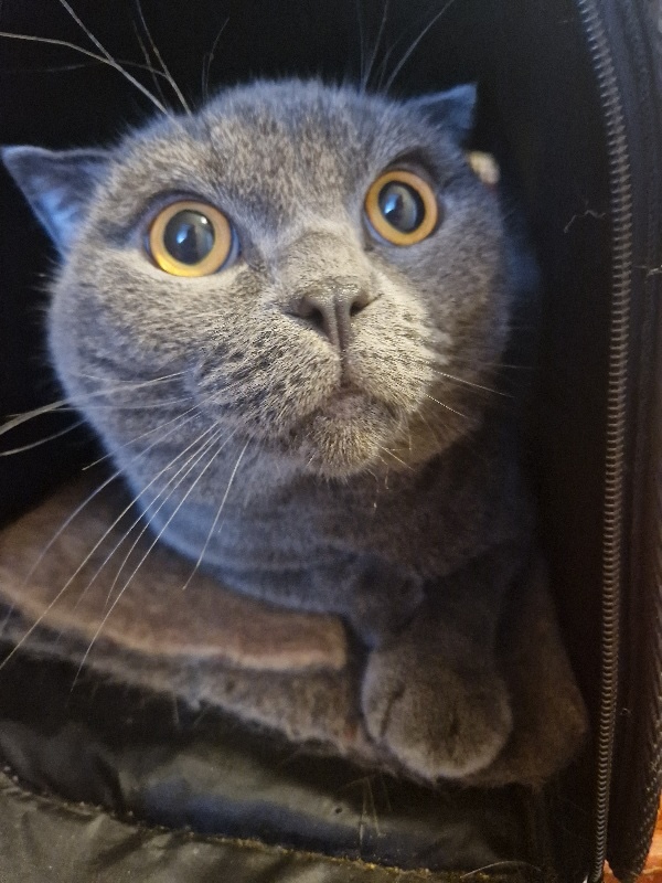 Кот Симон в добрые руки