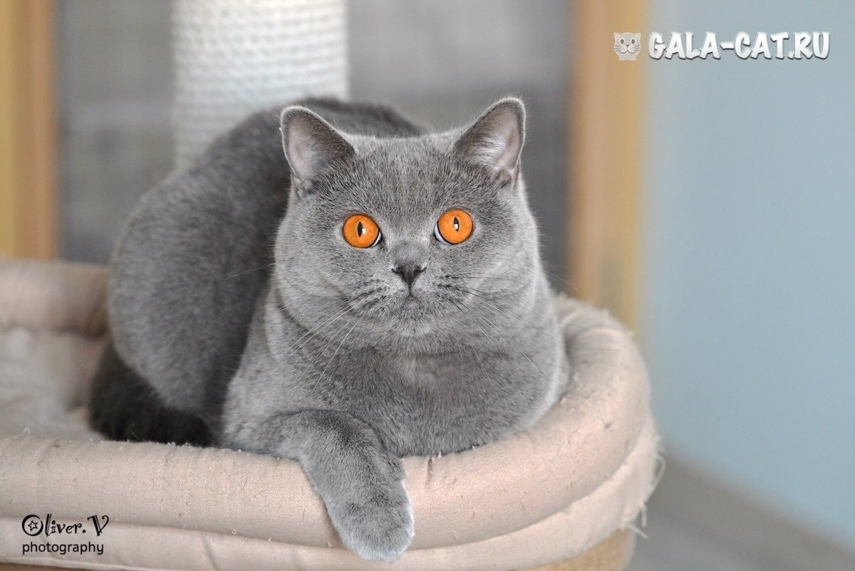 Британская кошечка Аннабель