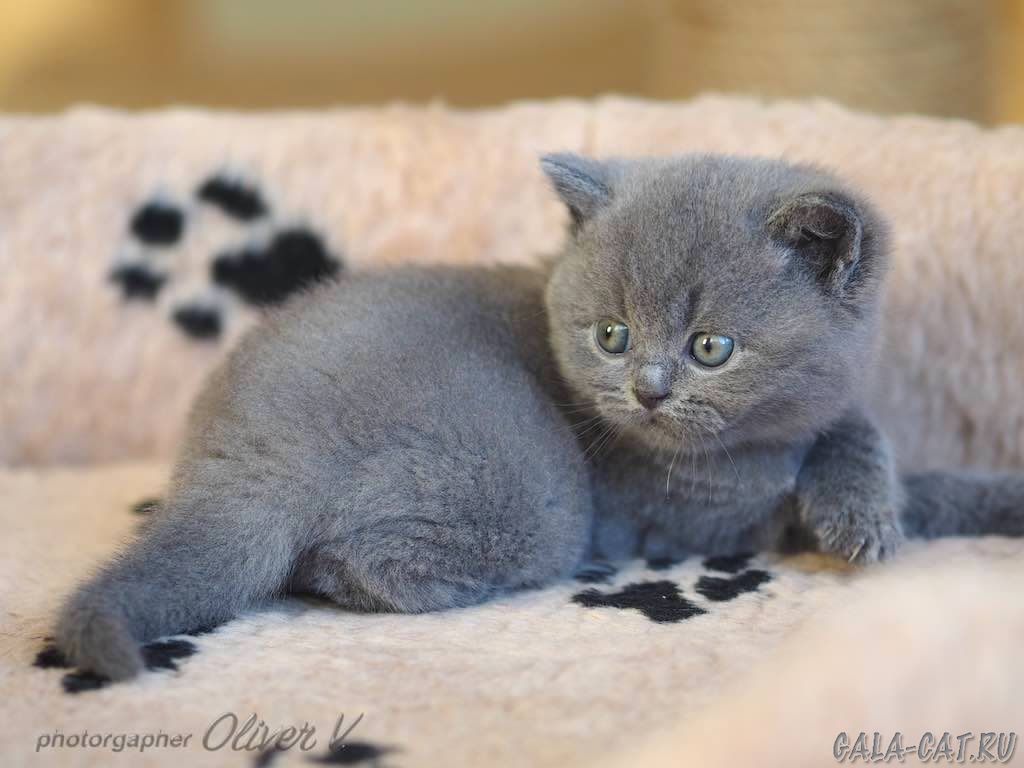 голубой британский котенок