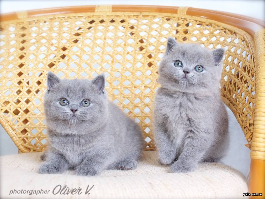 британские котята голубые