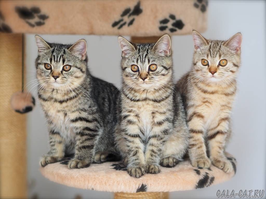 Британские котята табби, 3 мес (Litter-H2) - Питомник GALA-CAT
