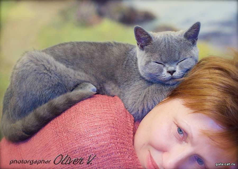 Британский кот голубой из питомника gala-cat.ru