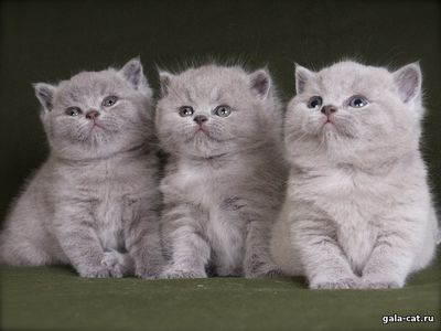 Голубым британским котятам 1 месяц