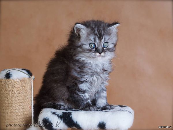 британский котёнок серебритсый длинношерстный