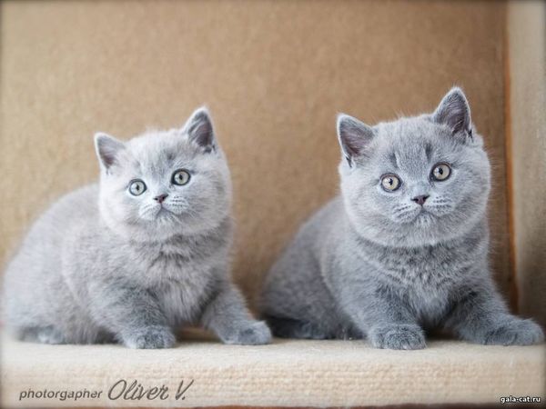 голубые британские котята
