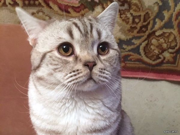 британский кот шоколадное пятно на серебре