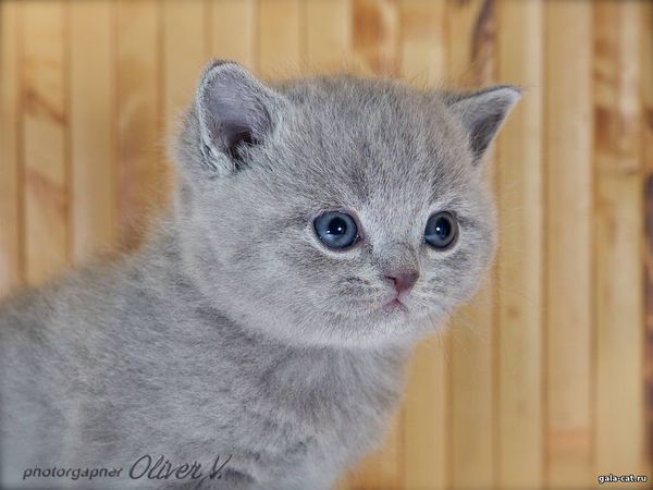 британский котёнок голубой