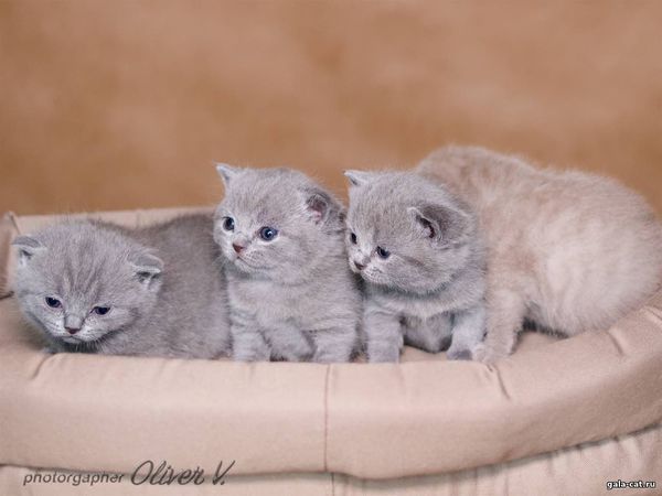 британские котята голубые и лиловые