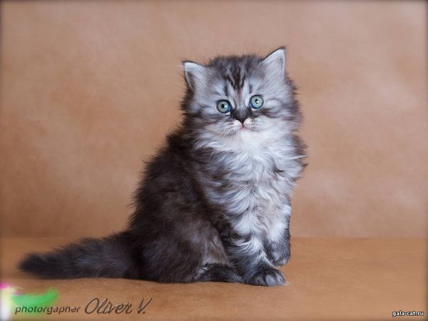 британский котёнок серебритсый длинношерстный