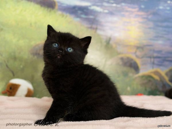 чёрный британский кот