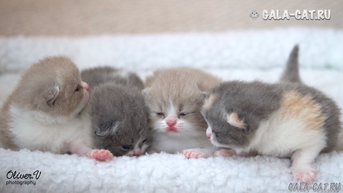 Британские котята из питомника gala-cat.ru британские котята