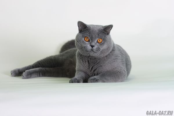 голубой британский кот