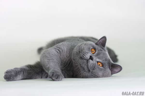 голубой британский кот