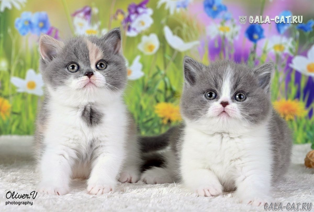 Британские котята из питомника gala-cat.ru британские котята