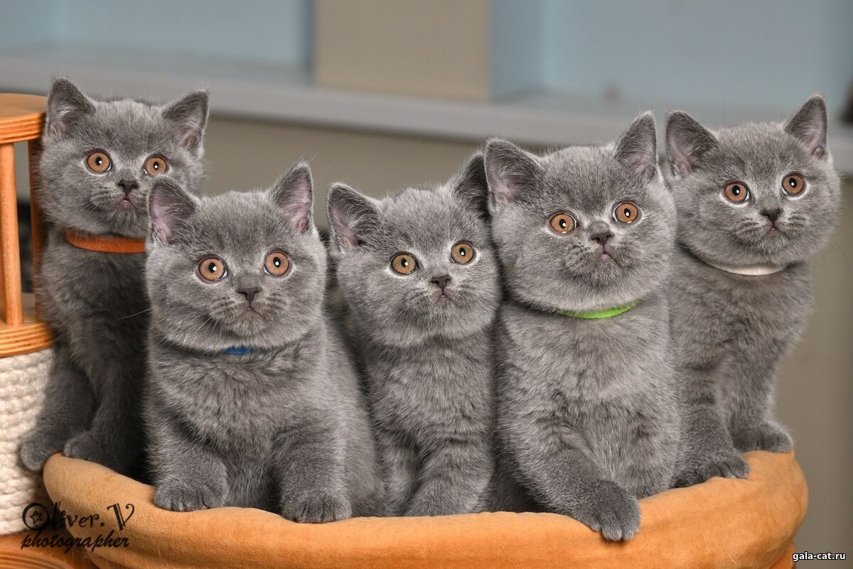 британские котята