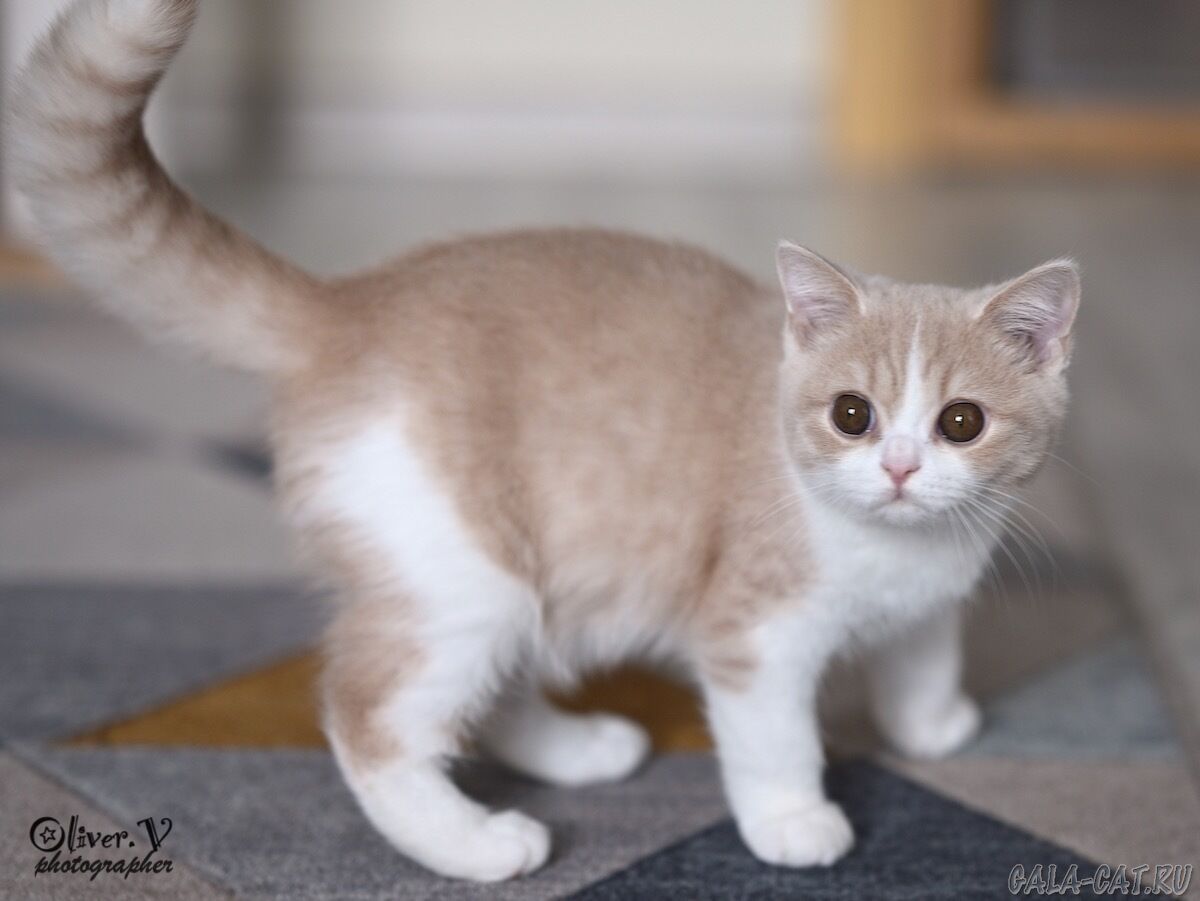 британский котёнок