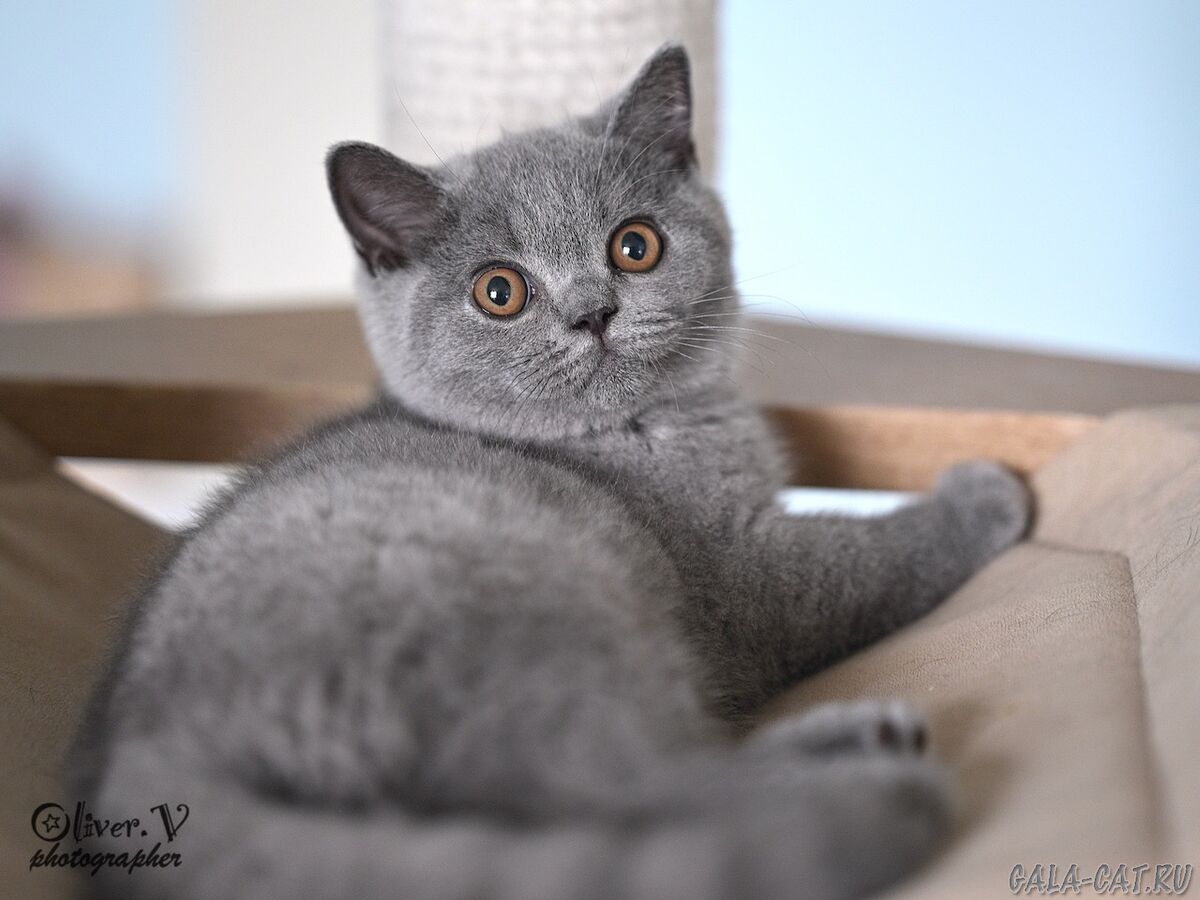 британский котёнок