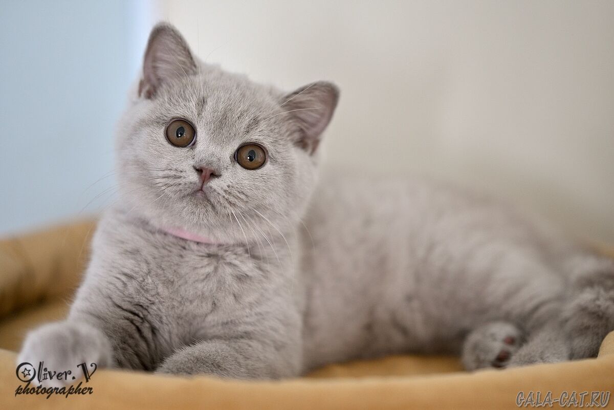 британский котёнок
