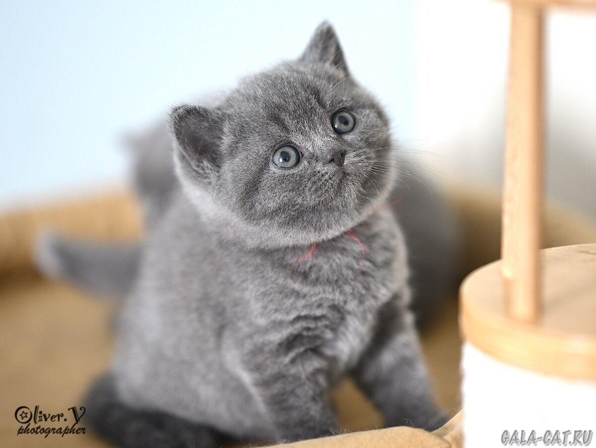 британский котёнок