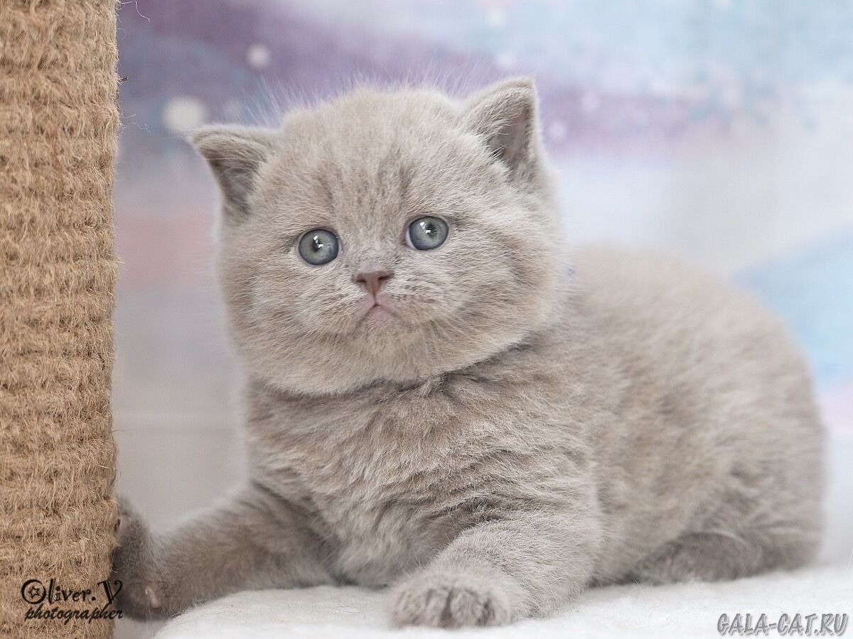 британский котёнок