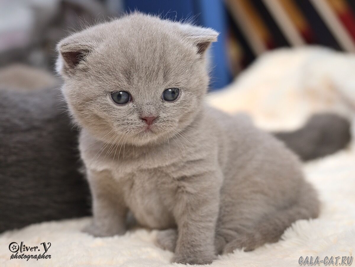 британский котёнок