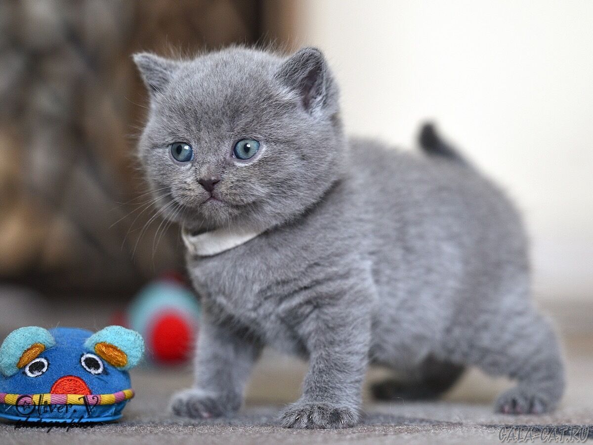 британский котёнок