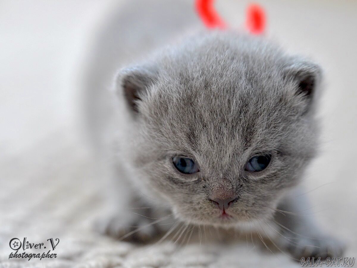 британский котёнок
