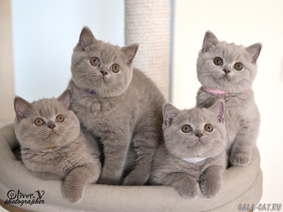 британские котята